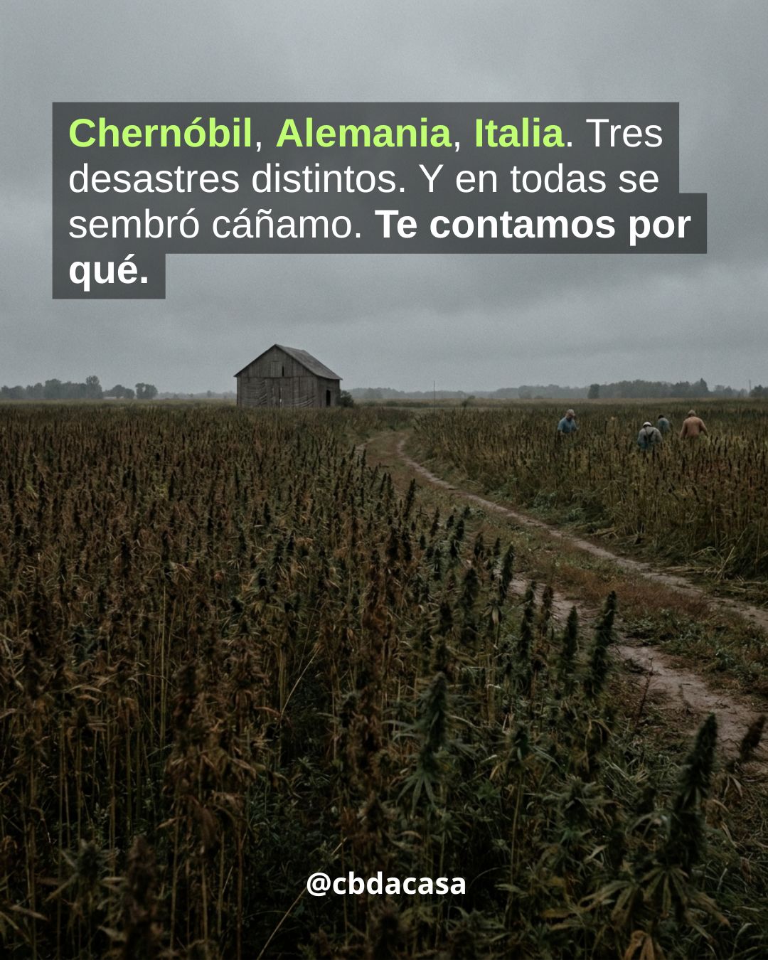 Cáñamo contra el desastre: cómo esta planta ha limpiado suelos en tres continentes