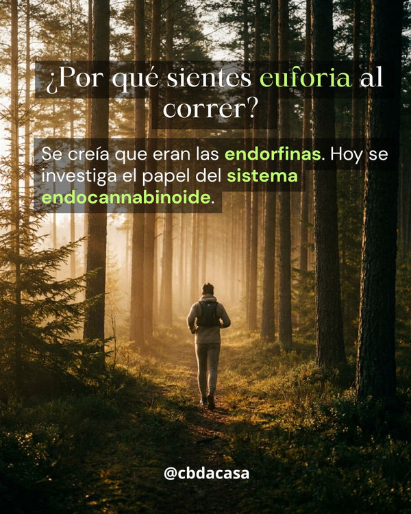Euforia del corredor y sistema endocannabinoide | CBDacasa