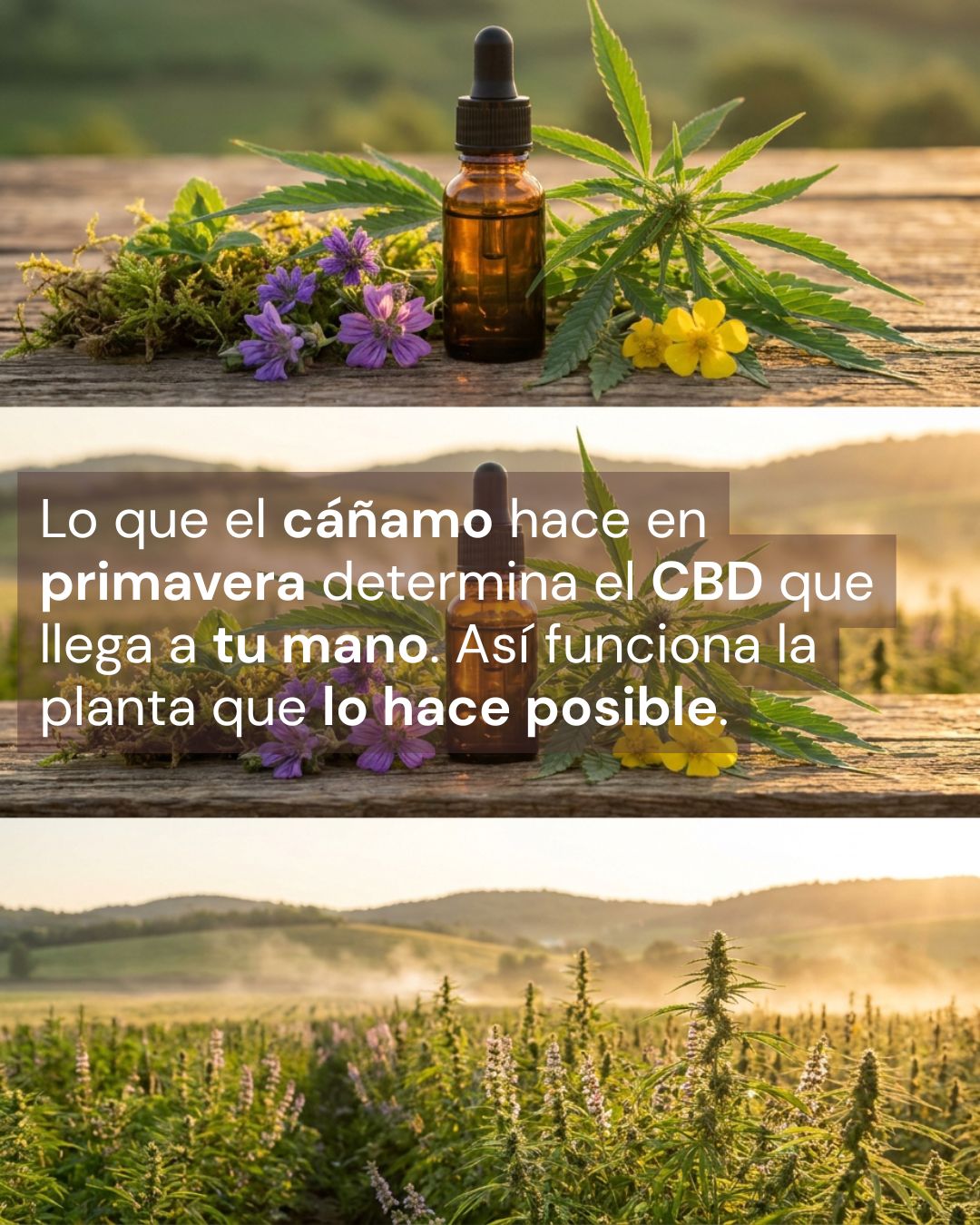 El cáñamo florece en primavera: así crece la planta que da vida al CBD