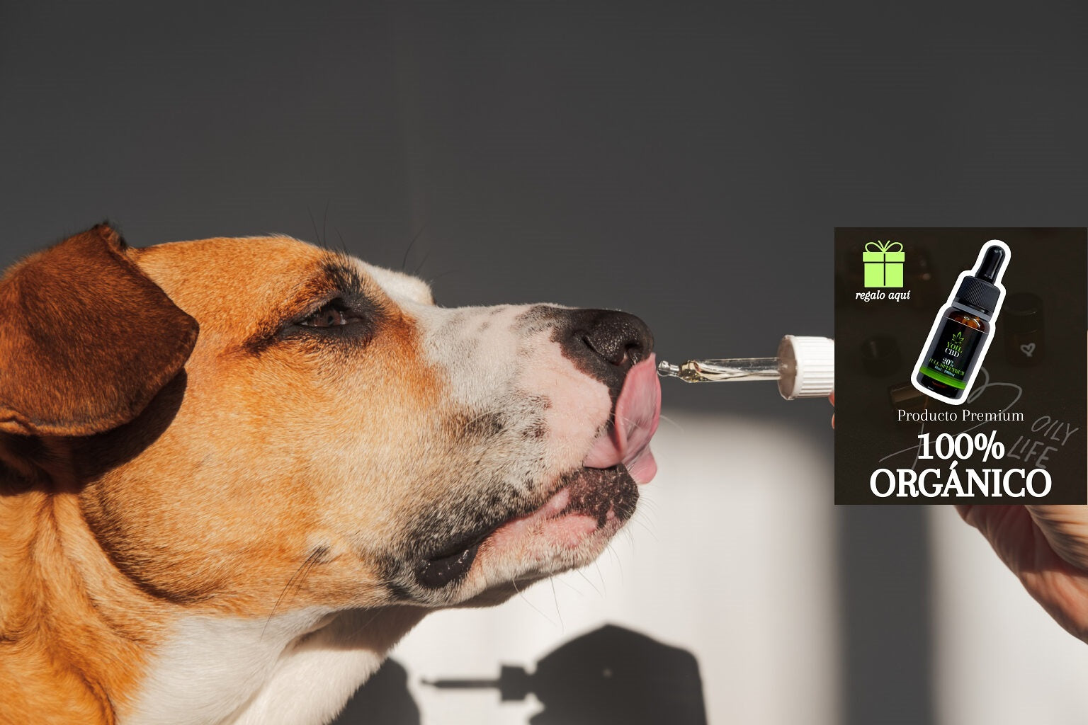 Aceite CBD para perro