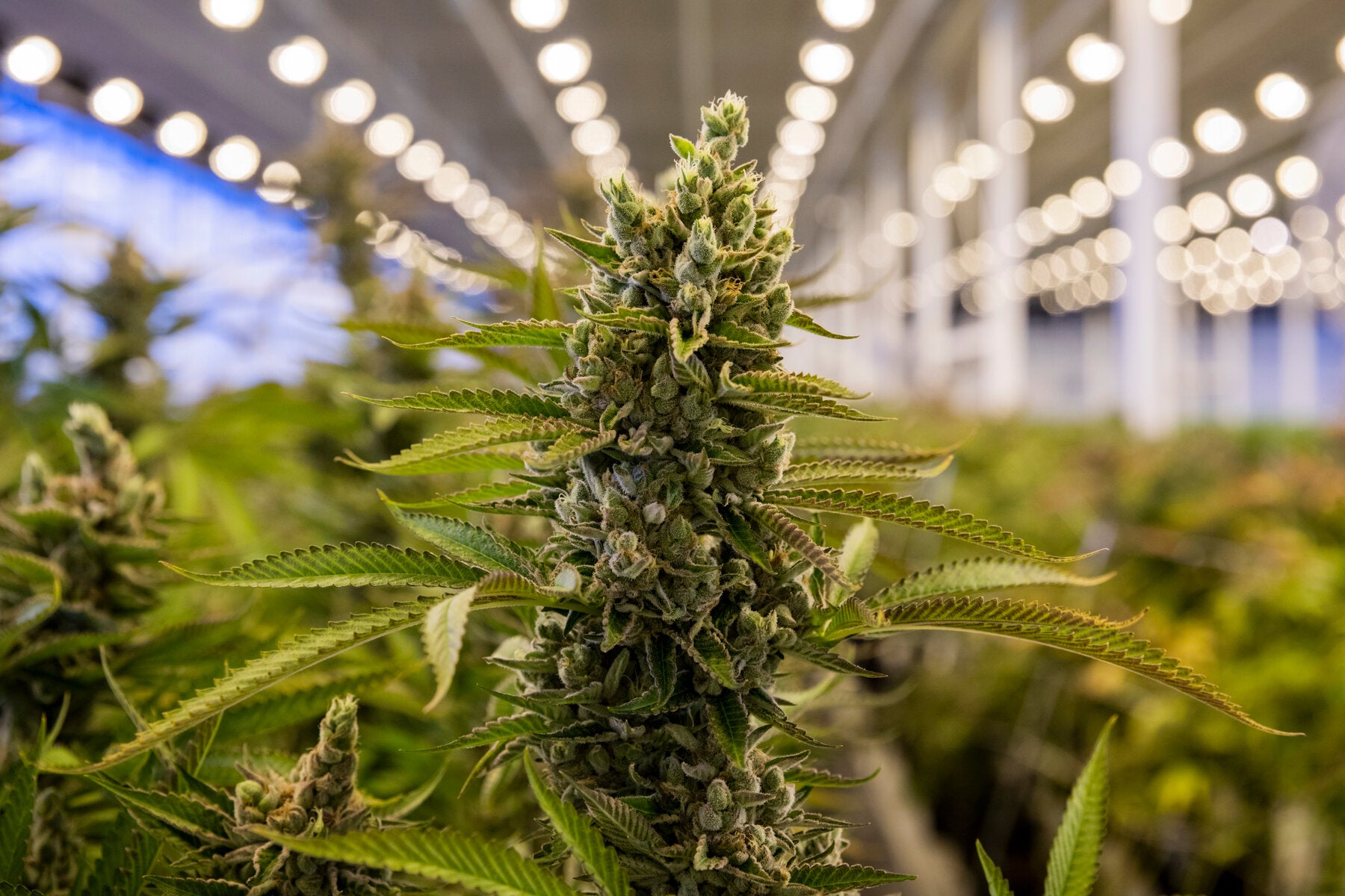 La variedad de CBD Fruit Cake o tarta de frutas ¿por qué es tan popular?