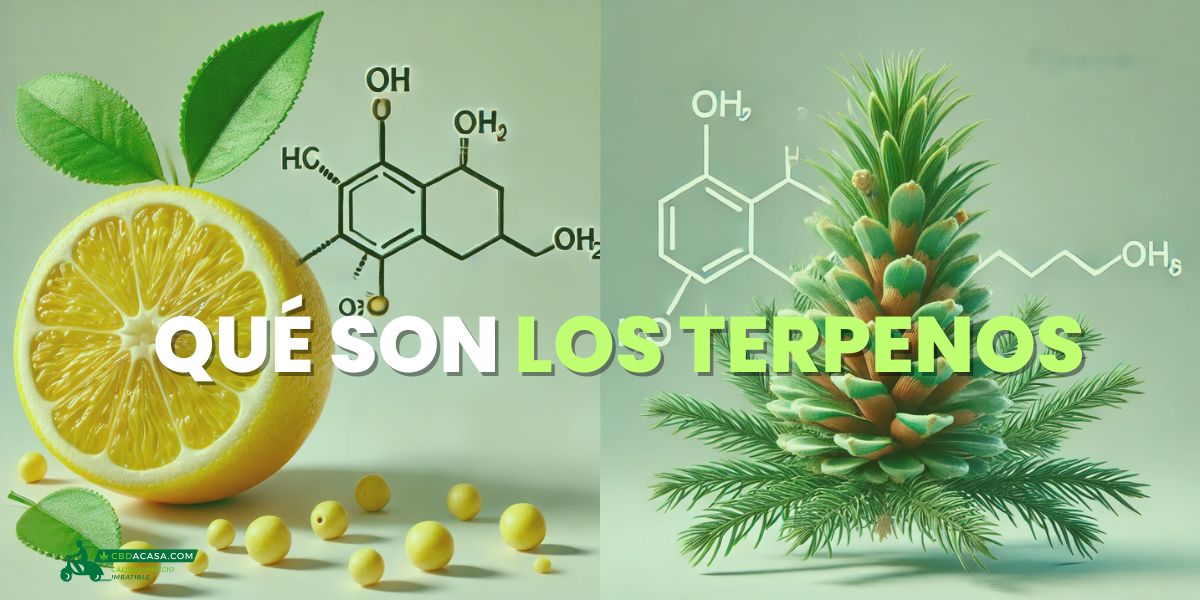 ¿Qué son los Perfiles de Terpenos del Cannabis?