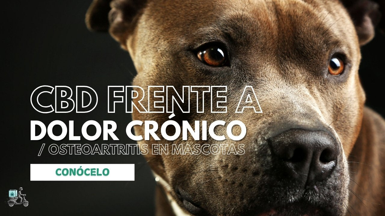¿Tu mascota tiene Dolor crónico / osteoartritis? Mira Ciencia y Datos con CBD - Parte III: Bienestar en Mascotas con CBD