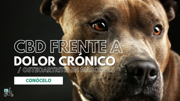 ¿Tu mascota tiene Dolor crónico / osteoartritis? Mira Ciencia y Datos con CBD - Parte III: Bienestar en Mascotas con CBD
