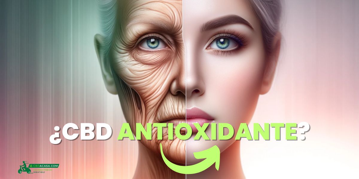 ¡Increíble! Así Reduce el CBD el Estrés Oxidativo en Tu Cuerpo