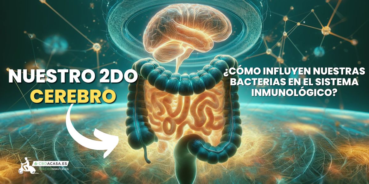 ¿Cómo influyen nuestras bacterias en el sistema inmunológico? y ¿Cómo nos puede ayudar el CBD?