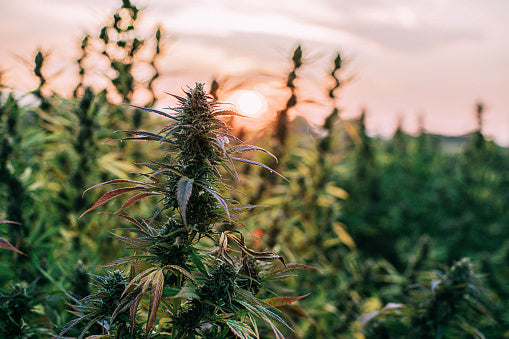 Cogollos de CBD Critical: todo lo que tienes que saber