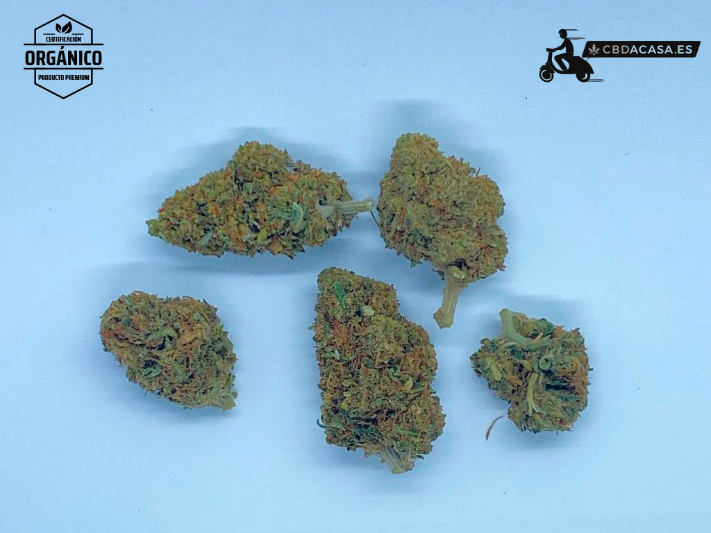 AK 47 es marihuana CBD de calidad: conoce sus características