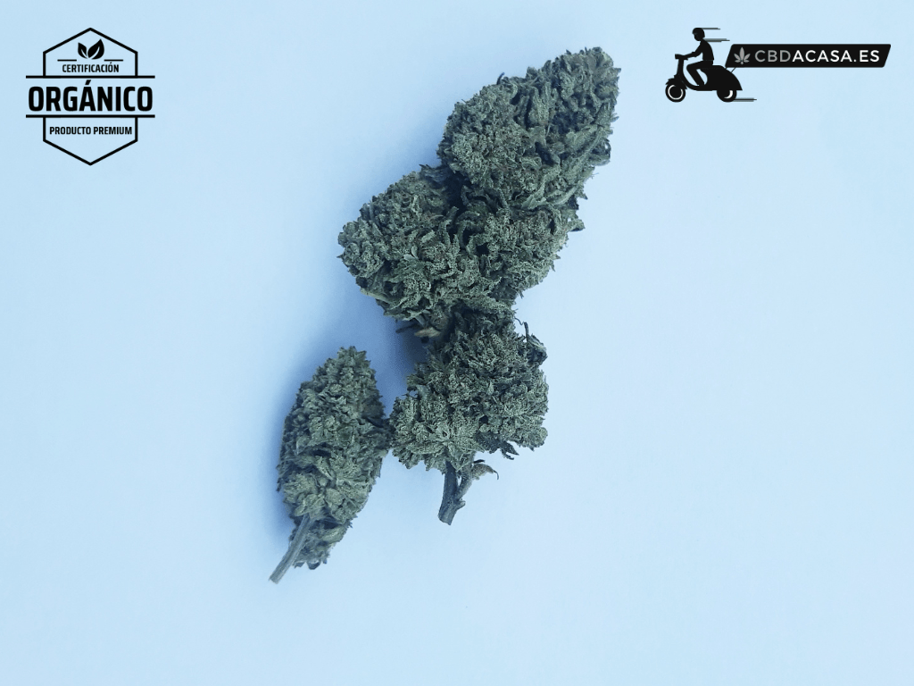 Flores CBD a 1 euro