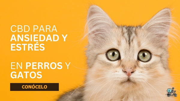 ¿Tu mascota padece ansiedad o estrés? Datos duros y CBD en acción – Parte II: Tranquilidad Natural para Perros y Gatos
