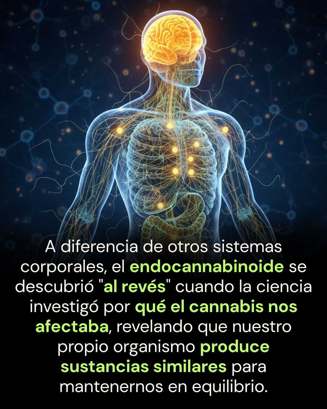 Sistema Endocannabinoide: El Guardián del Equilibrio