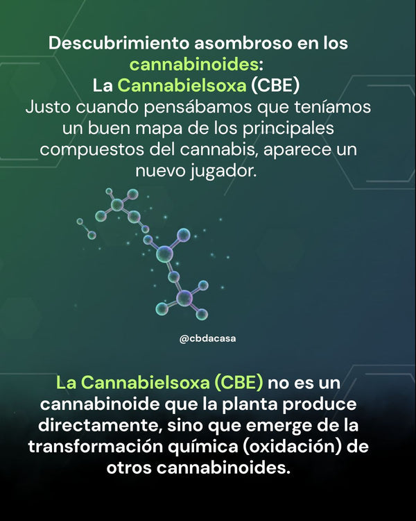 5 Descubrimientos que van Más Allá del THC y CBD: 5 Descubrimientos que están revolucionando la Ciencia de los Cannabinoides