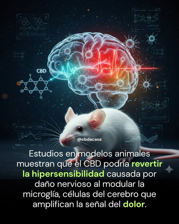CBD, dolor crónico e inflamación: el reto, "La Dósis"