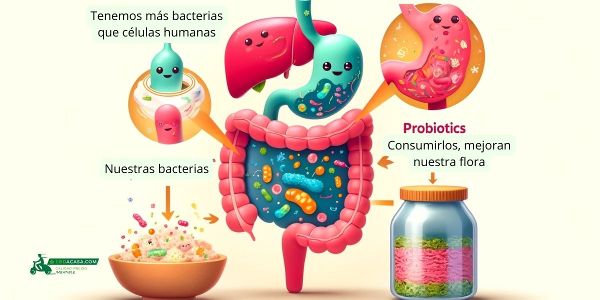 ¿Probióticos combinados con CBD quitan la ansiedad? Parte 2