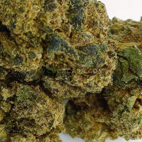 Acapulco Flor Compacta de CBD 🆕