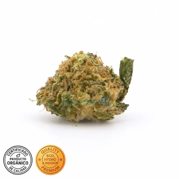 Amnesia Haze Hydro CBD – Premium hidropónica
