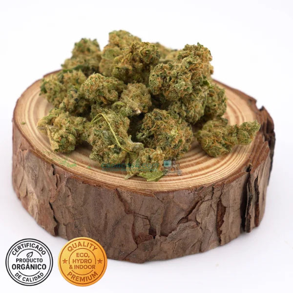 Amnesia Haze Hydro CBD – Premium hidropónica