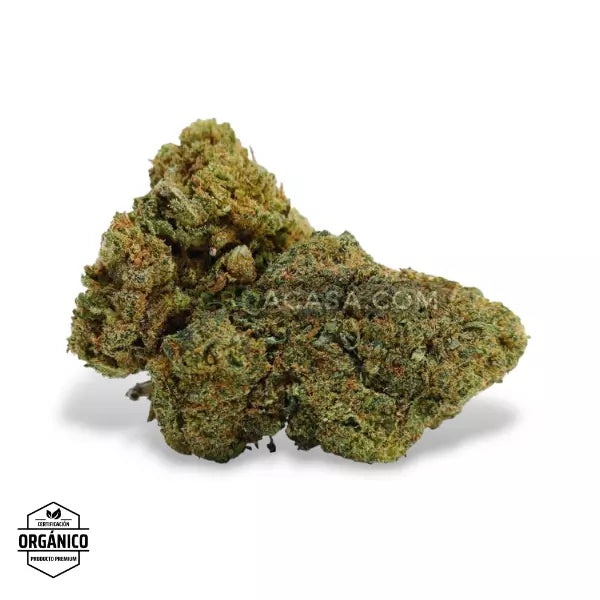 Flores CBD Amnesia 🆕 La Leyenda Vuelve