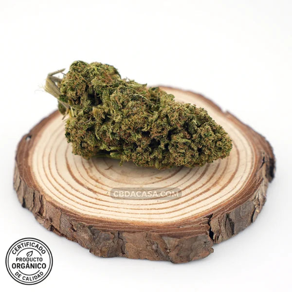 Flor CBD Amnesia | Aroma potente | Perfil terpeno intenso