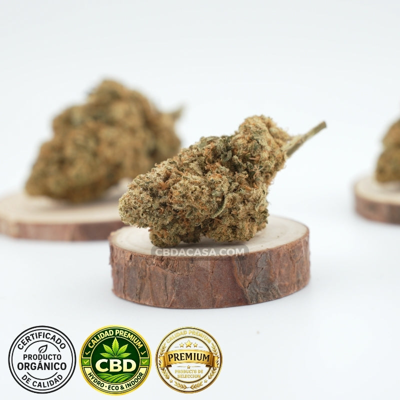 Amnesia Haze Hydro CBD – Premium hidropónica