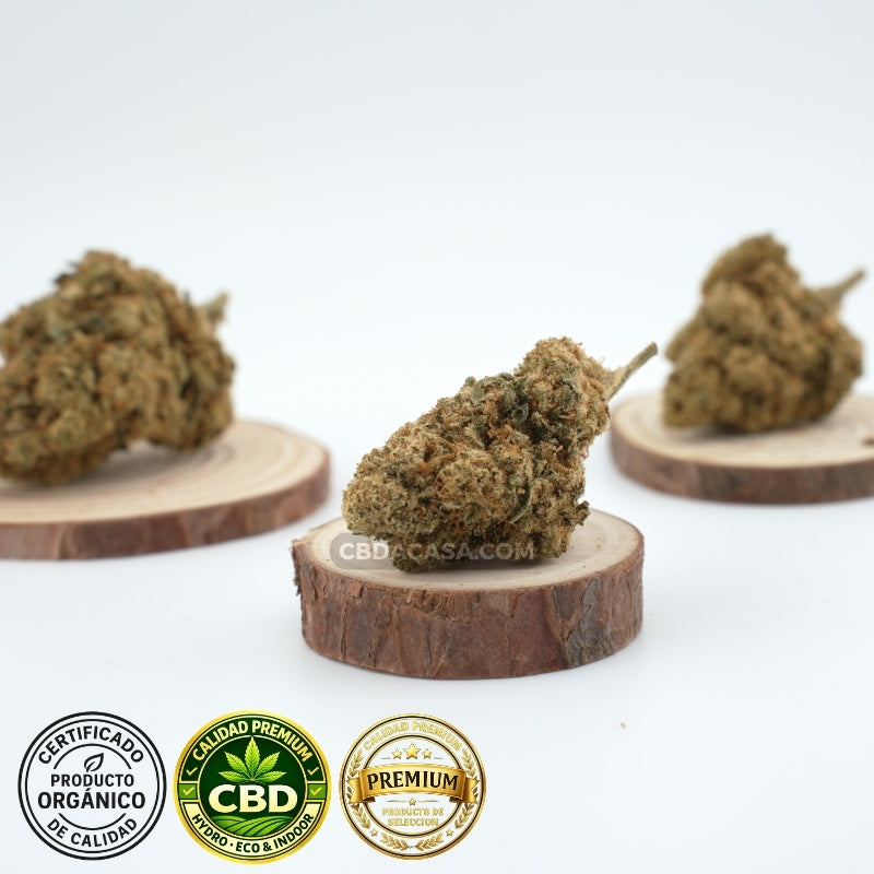 Amnesia Haze Hydro CBD – Premium hidropónica