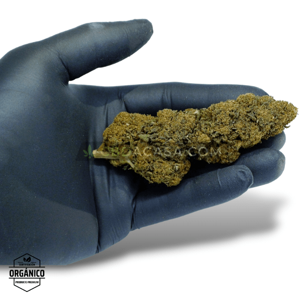 Comprar CBD Premium flores Banana Kush Extra Grande