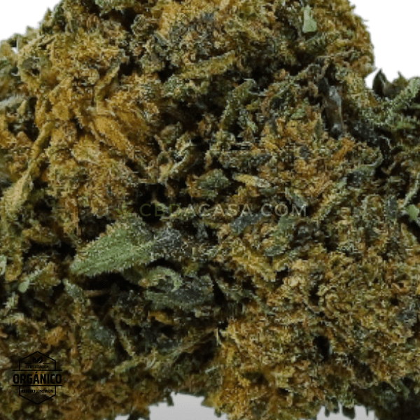 Comprar CBD Premium flores Banana Kush Extra Grande