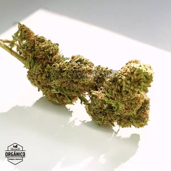 Flores CBD Bubba Kush - Cultivo Orgánico
