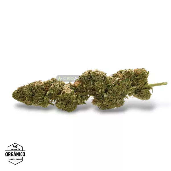 Flores CBD Bubba Kush - Cultivo Orgánico