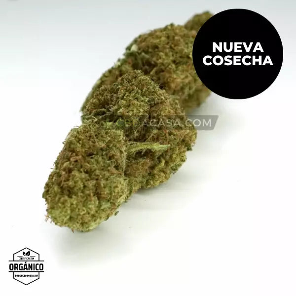 Flores CBD Bubba Kush - Cultivo Orgánico