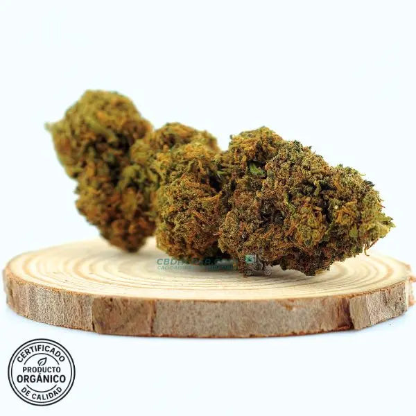 Diesel Tonic flores CBD – Cruce exclusivo entre dos grandes genéticas