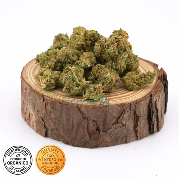 Amnesia Haze Hydro CBD – Premium hidropónica