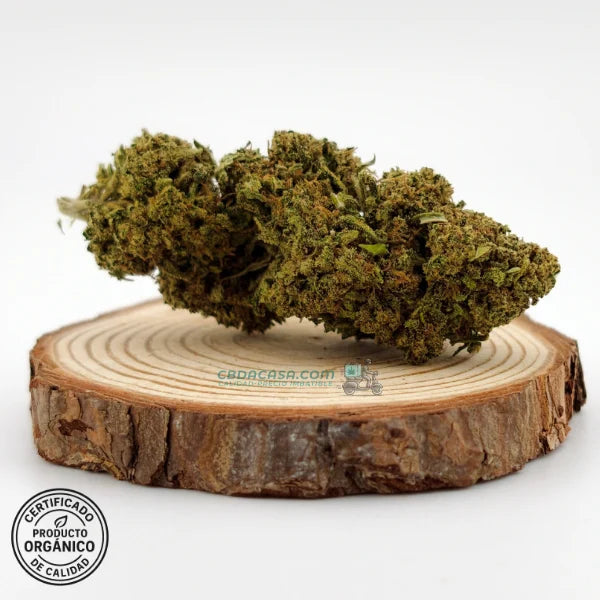 Flor CBD Amnesia | Aroma potente | Perfil terpeno intenso