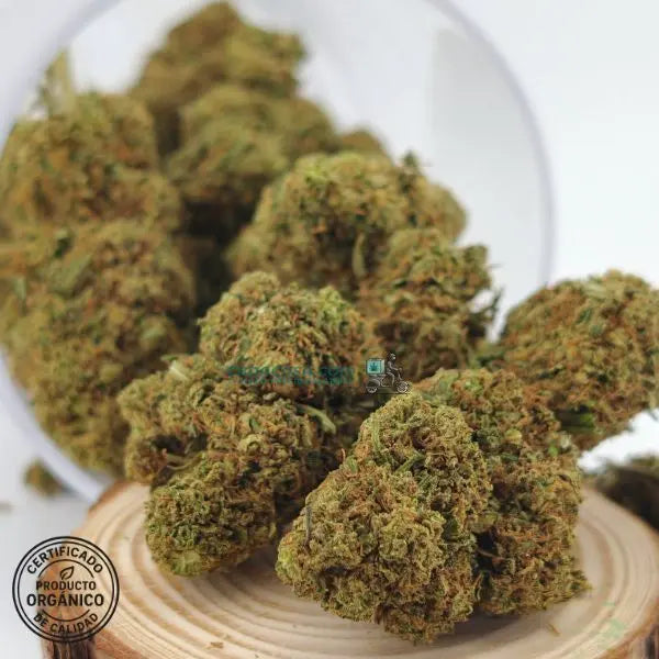 Flore de CBD Sherbet, nueva oferta