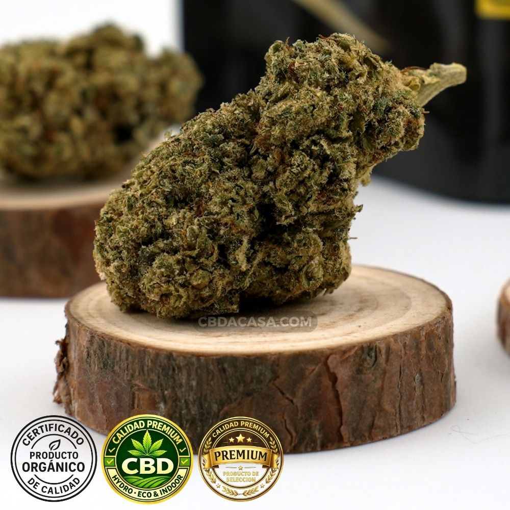 Acapulco Gold Flores CBD compactas hidroponicas