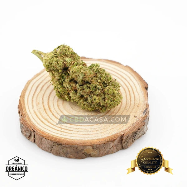 Flores CBD Top Velvet Hidropónica