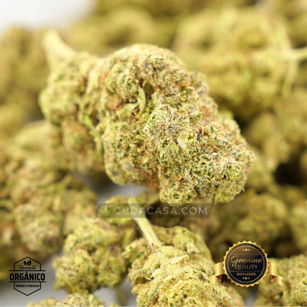Flores CBD Top Velvet Hidropónica