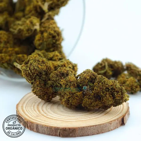 Diesel Tonic flores CBD – Cruce exclusivo entre dos grandes genéticas