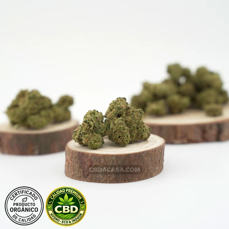 Flores de CBD hidropónico Medellin