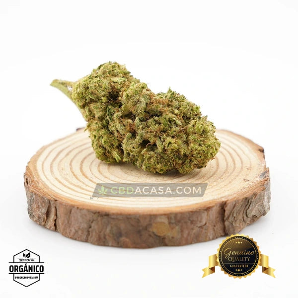 Flores CBD Top Velvet Hidropónica