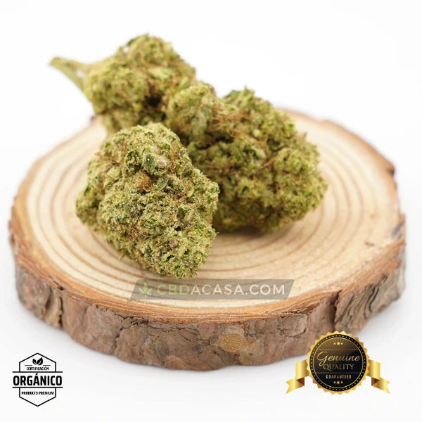 Flores CBD Top Velvet Hidropónica
