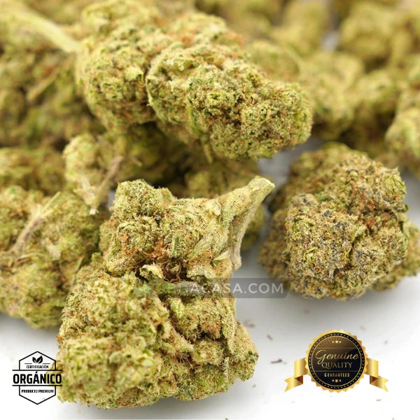 Flores CBD Top Velvet Hidropónica