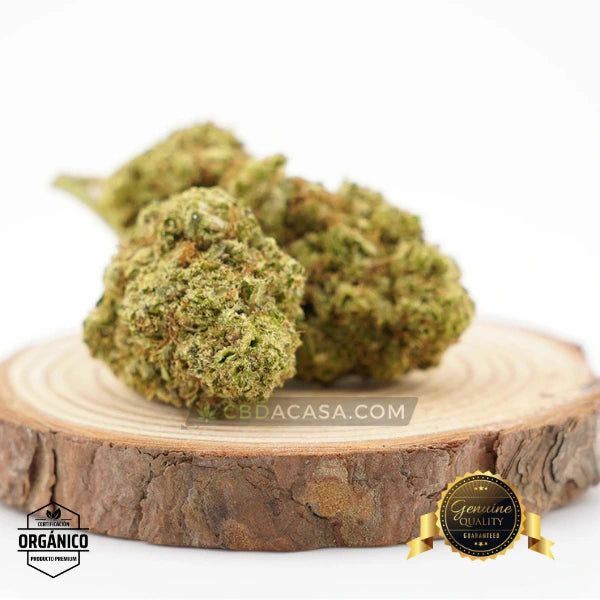 Flores CBD Top Velvet Hidropónica
