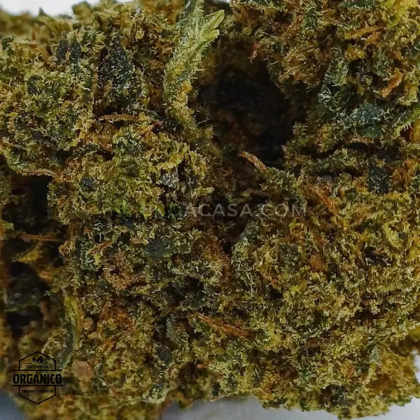 California Haze - Flor Premium con 15% CBD 🆕