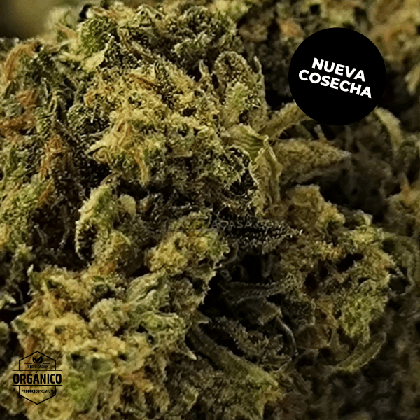 Flores CBD Cannatonic 100% ecológico a partir de 1 euro