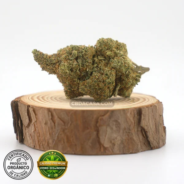 CBD hidroponico Sinaloa, flores Premium