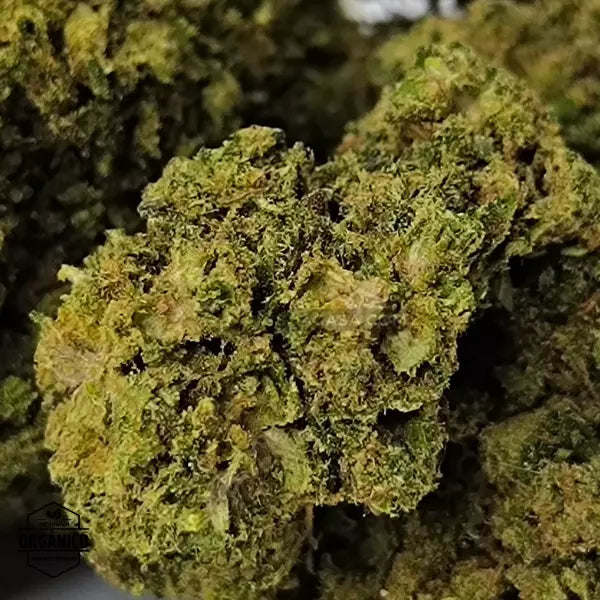 Flores CBD White Melon - frescas y sabrosas 🆕