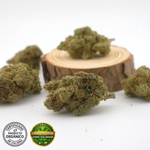 CBD hidroponico Sinaloa, flores Premium