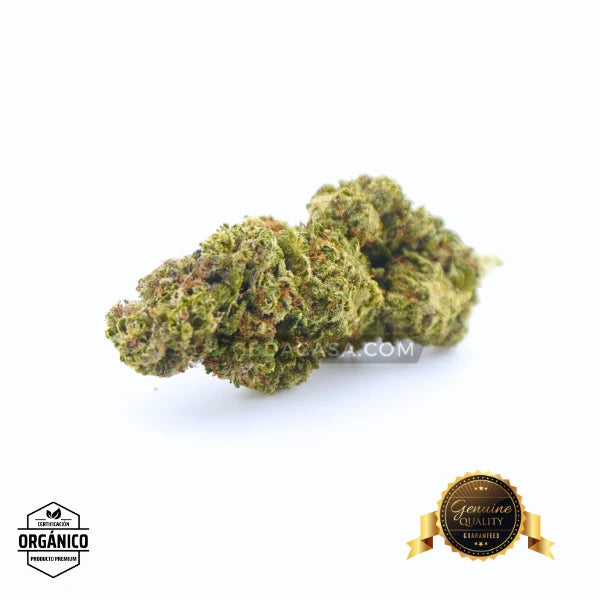 Flores CBD Top Crystal Snow Hidro