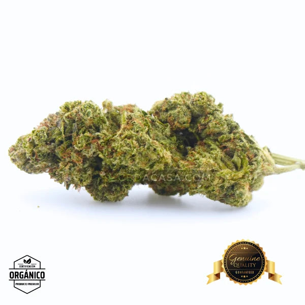 Flores CBD Top Crystal Snow Hidro